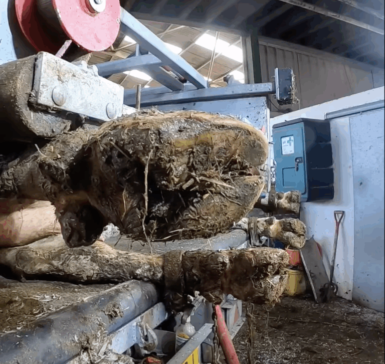 Treating a White Line Abscess in Cows: A Step-by-Step Guide